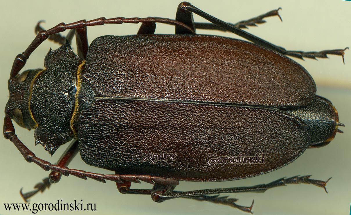 http://www.gorodinski.ru/cerambyx/Prionus potanini female.jpg